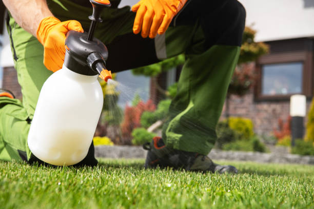 Best Flea Control Services  in Heber, CA