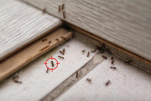 Spider Control Near Me in Heber, CA
