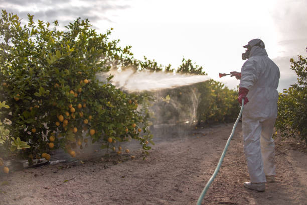 Best Exterminator Services  in Heber, CA