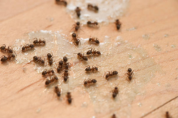Best Insect Control  in Heber, CA