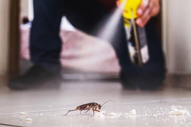 Best Mosquito Control Services  in Heber, CA