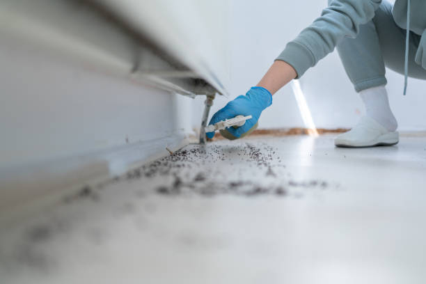 Best Affordable Pest Control Services  in Heber, CA