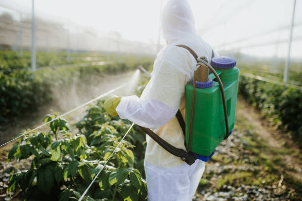 Best Termite Control Services  in Heber, CA